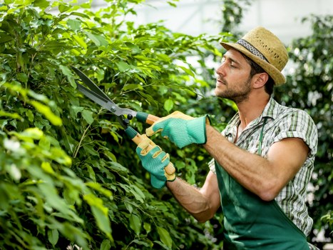 Expert hedge trimming service in Barnes