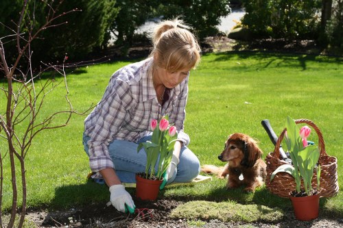 Healthy and neatly trimmed hedges enhancing curb appeal