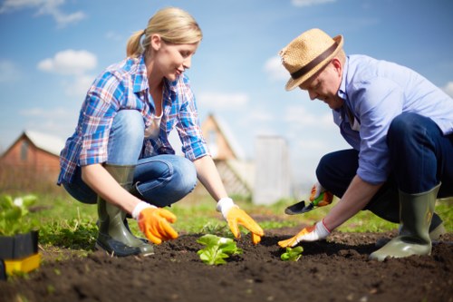 A woman and a man are gardening together outdoors in a backyard, both wearing gloves and rubber boots. The woman, dressed in a blue plaid shirt and jeans, is squatting on the grass, planting a small leafy green plant in prepared dark soil. The man, wearing a light blue shirt, dark trousers, and a straw hat, is also kneeling, assisting with the planting process. Behind them, the garden features a well-maintained lawn with evenly cut grass, bordered by a brick wall and shrubbery. The garden space is open and sunny, with a clear sky and a few clouds visible, suggesting fair weather. There are garden tools nearby, indicating active gardening work. The scene reflects a typical landscaped outdoor area suited for gardening services, highlighting the care of planting beds, turf, and general outdoor maintenance in a residential garden in Barnes or nearby areas. The overall setting emphasizes outdoor gardening and landscaping activities typical of professional garden care providers in the local area.