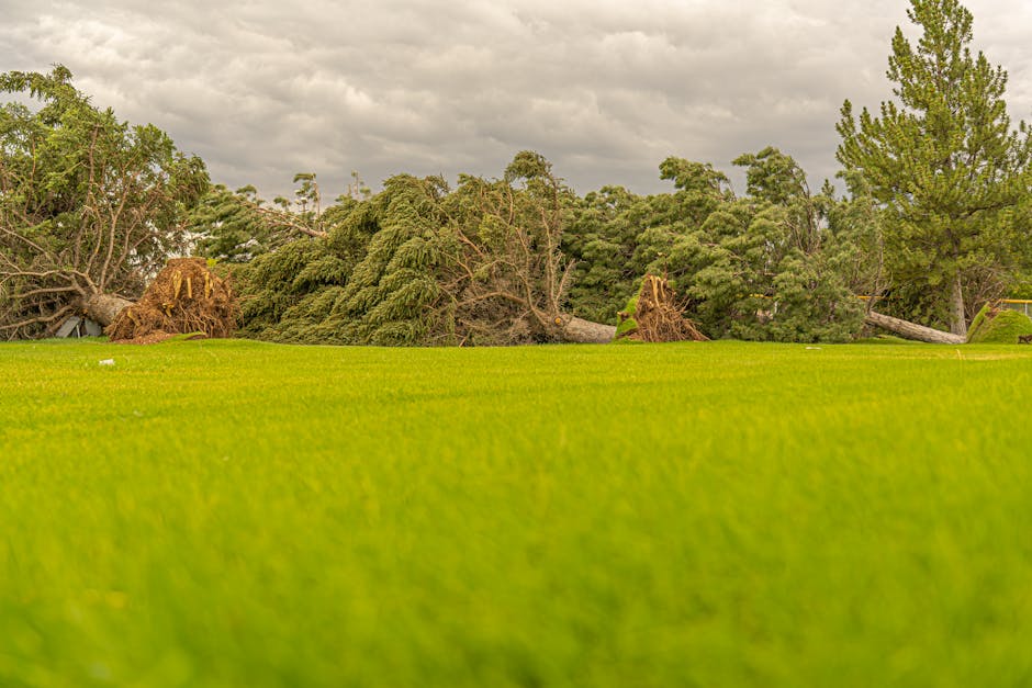 A black ride-on lawn mower is parked on a neatly maintained, lush green lawn beside a brown wooden garden shed with a concrete foundation. The mower features a large front headlight, a comfortable bla